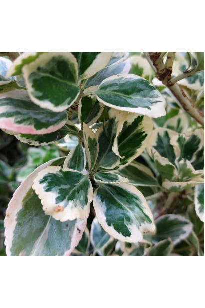 Бруслина японська Альбомаргіната на штамбі біло-зелене забарвлення крони